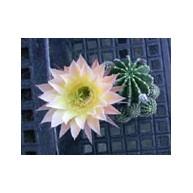 Echinopsis Cheam Cream