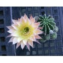 Echinopsis Cheam Cream