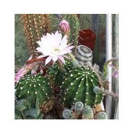 Echinopsis eyriesii