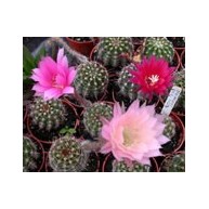 Echinopsis Fric hybrid