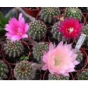 Echinopsis Fric hybrid