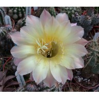 Echinopsis Sarah