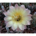 Echinopsis Sarah