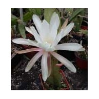 Epiphyllum Belgica