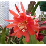 Epiphyllum Blackamore