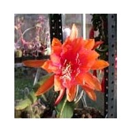 Epiphyllum Bold Venture