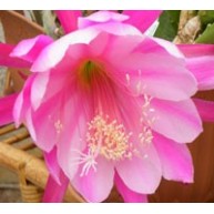 Epiphyllum Chauncey