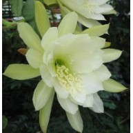 Epiphyllum Cornish Cream