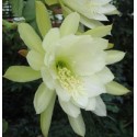 Epiphyllum Cornish Cream