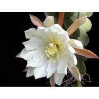 Epiphyllum crenatum