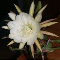Epiphyllum crenatum  v. kimnachii f. Cooperi