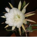 Epiphyllum crenatum  v. kimnachii f. Cooperi