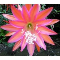 Epiphyllum Dante