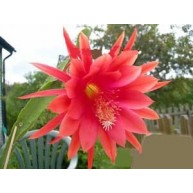 Epiphyllum Fantasie