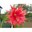 Epiphyllum Fantasie