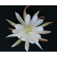 Epiphyllum Kinchinchunga