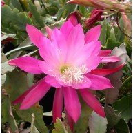Epiphyllum London Loveliness