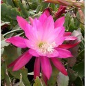 Epiphyllum London Loveliness