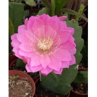 Epiphyllum London Moonlight