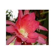 Epiphyllum Padre
