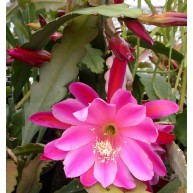 Epiphyllum Pegasus