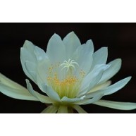 Epiphyllum Polar Bear