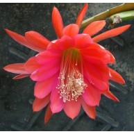 Epiphyllum Reflected Glory