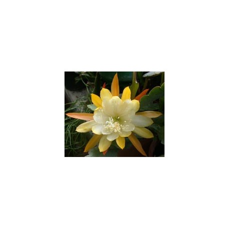 Epiphyllum Sundance Epiphyllum Sundance