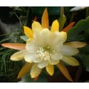 Epiphyllum Sundance