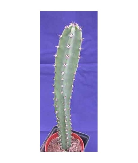 Eriocereus jusbertii