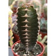 Euphorbia canariensis