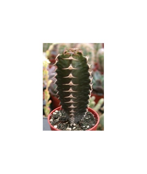 Euphorbia canariensis