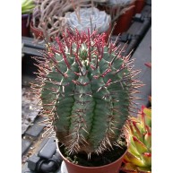 Euphorbia horrida 9cm pots