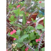 Euphorbia millii Crown of Thorns