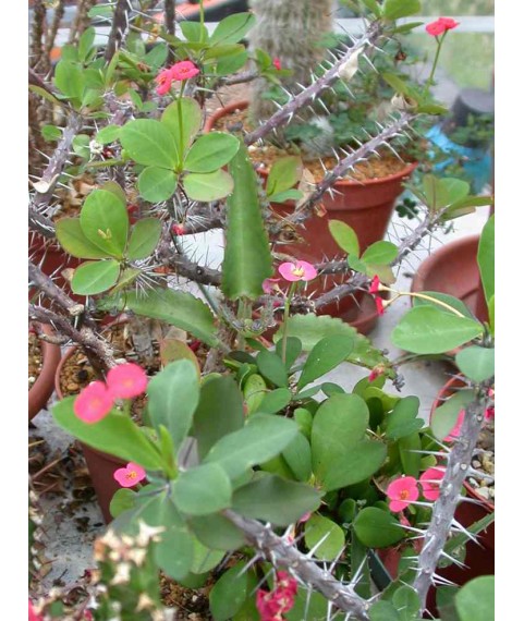 Euphorbia millii Crown of Thorns