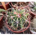 Ferocactus histrix 9cm pots
