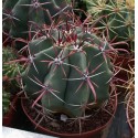 Ferocactus wislizenii 10cm pots