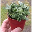Gasteria Little Warty 8.5cm pots