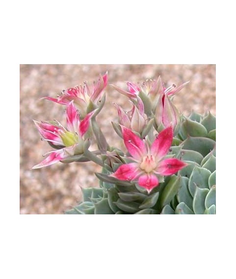 Graptopetalum bellum hybrid 9cm pots