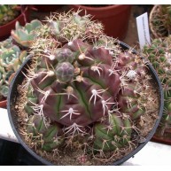 Gymnocalycium damsii f. tucavosense