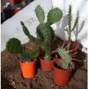 HARDY CACTUS COLLECTION