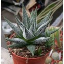 Haworthia fasciata f. concolor