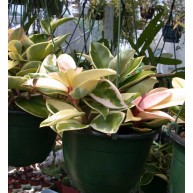 Hoya carnosa variegata