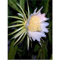 Hylocereus polyrhizus