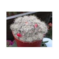 Mammillaria prolifera f. haitiensis