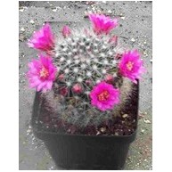 Mammillaria zeilmanniana 9cm pot