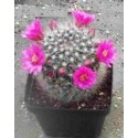 Mammillaria zeilmanniana 9cm pot