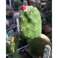 Opuntia macbridei
