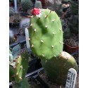 Opuntia macbridei