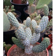 Opuntia miquellii